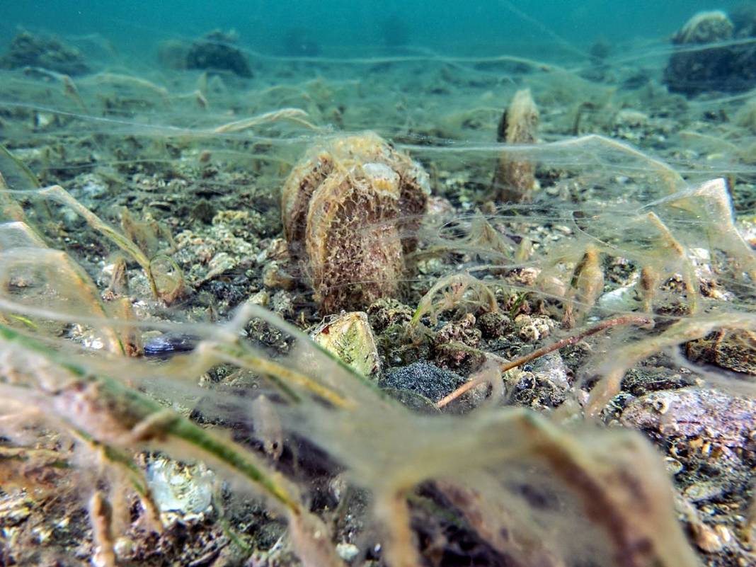 Müsilajla mücadele etmeleri için o bölgeye öbek öbek yerleştiriliyor! Bakanlık, sanayi, üniversite, TÜBİTAK işbirliği 13